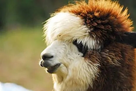 Crescent Moon Alpaca Wool Pillows are handcrafted and feature 100% natural, organically grown Alpaca wool from Canada for superior warmth and comfort. Alpaca wool is mixed with a small amount of sheeps wool to create a fluffy loft. Encased in a lusciously soft 260 thread count organic cotton and finished with piped edges.