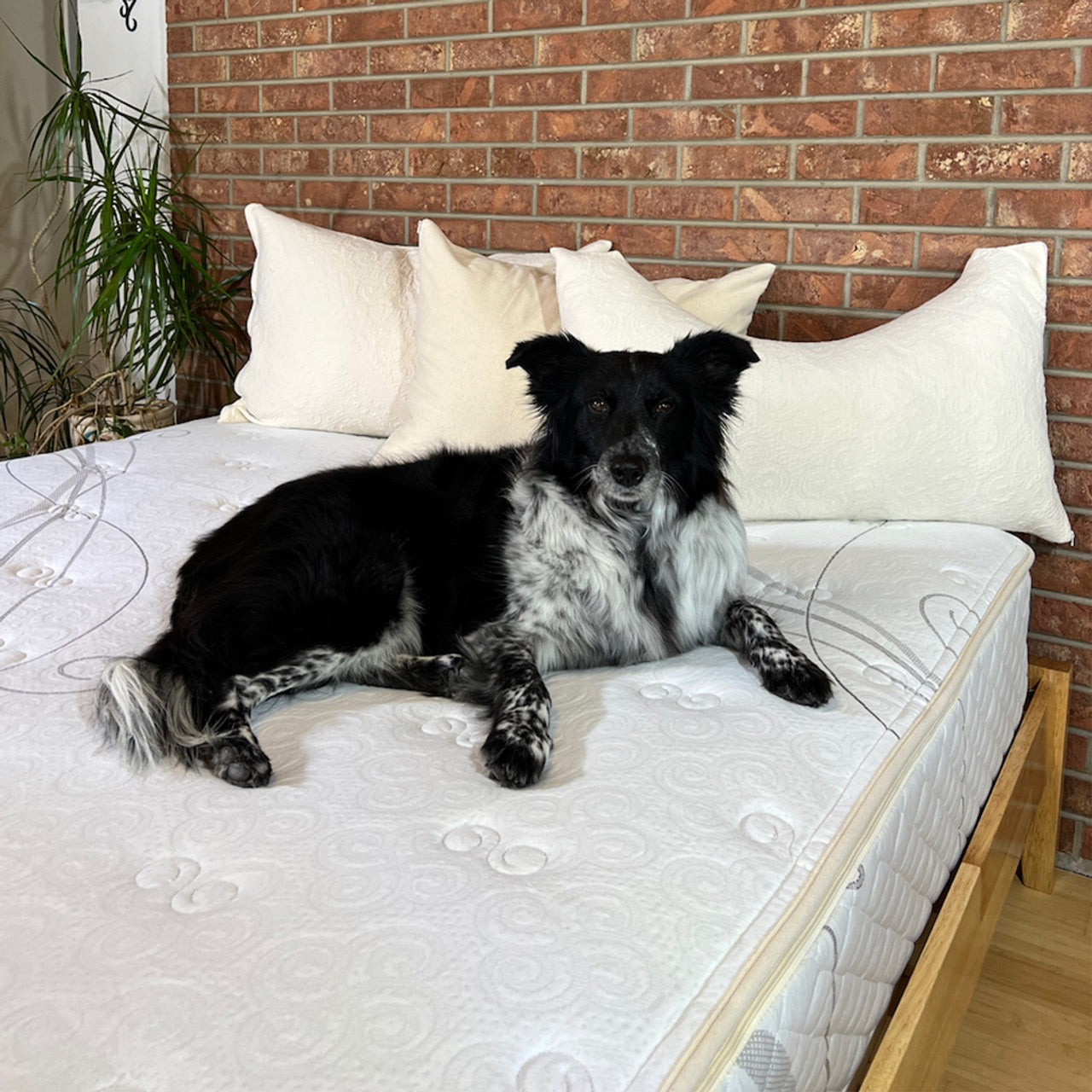 The 10" Suite Dreams Mattress is our most popular mattress and featured in boutique hotels across the country.
It offers customizable support for an individualized sleep experience and a soft comfort layer for pressure point relief.customizable 6" core, which can be tailored to your specific sleep needs.