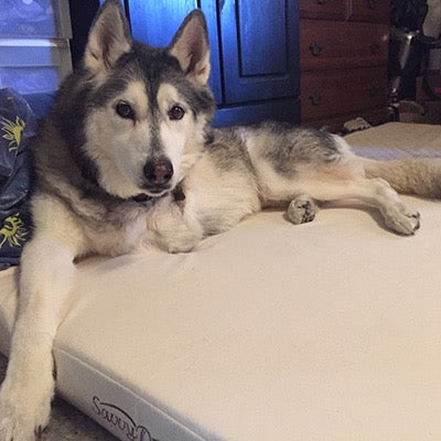 Because your good dog deserves the best.
The Savvy Doggy™ supports your pooch in pure comfort. Organic cotton flannel surrounds a sturdy core of pressure-relieving, snooze-inducing natural latex. Choose formed or shredded fill.