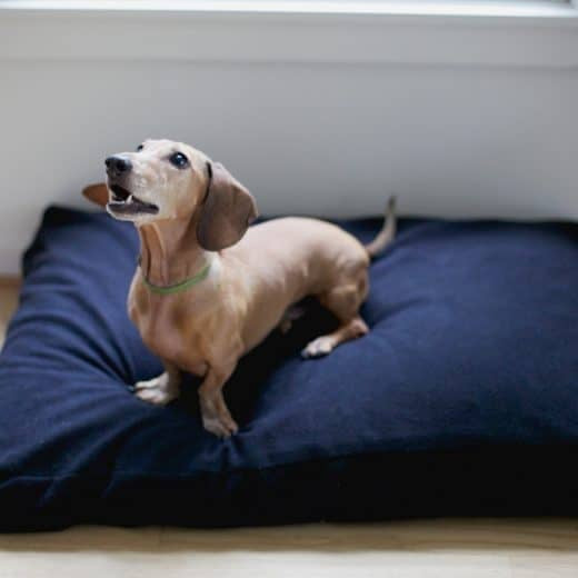 Because your good dog deserves the best.
The Savvy Doggy™ supports your pooch in pure comfort. Organic cotton flannel surrounds a sturdy core of pressure-relieving, snooze-inducing natural latex. Choose formed or shredded fill.
