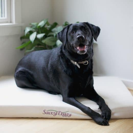 Because your good dog deserves the best.
The Savvy Doggy™ supports your pooch in pure comfort. Organic cotton flannel surrounds a sturdy core of pressure-relieving, snooze-inducing natural latex. Choose formed or shredded fill.