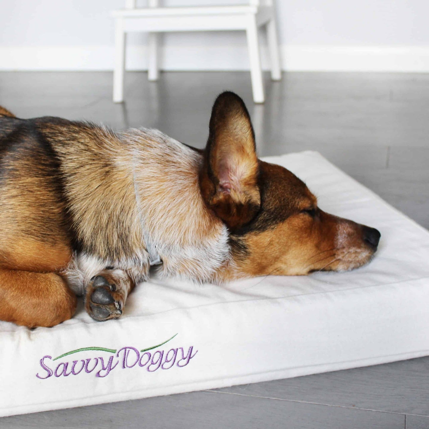 Because your good dog deserves the best.
The Savvy Doggy™ supports your pooch in pure comfort. Organic cotton flannel surrounds a sturdy core of pressure-relieving, snooze-inducing natural latex. Choose formed or shredded fill.