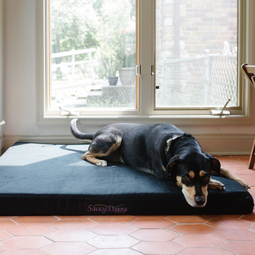 Because your good dog deserves the best.
The Savvy Doggy™ supports your pooch in pure comfort. Organic cotton flannel surrounds a sturdy core of pressure-relieving, snooze-inducing natural latex. Choose formed or shredded fill.