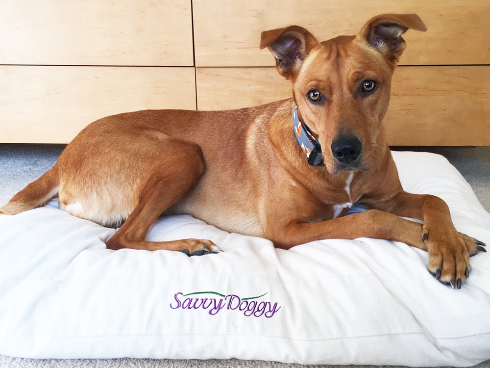 Because your good dog deserves the best.
The Savvy Doggy™ supports your pooch in pure comfort. Organic cotton flannel surrounds a sturdy core of pressure-relieving, snooze-inducing natural latex. Choose formed or shredded fill.