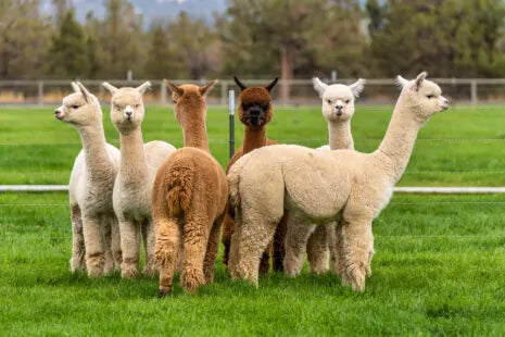 Natural Alpaca Bedding
